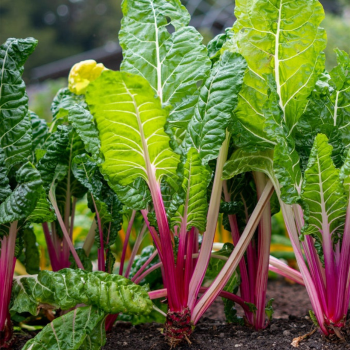 Magenta Sunset Swiss Chard Seeds - Heirloom Seeds, High Yield, Edible Landscaping, Spinach Substitute, Open Pollinated, Non-GMO