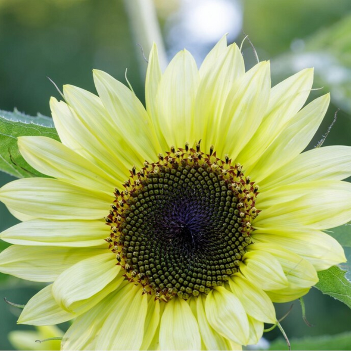 Lemon Queen Sunflower Heirloom Seeds, Flower Seeds