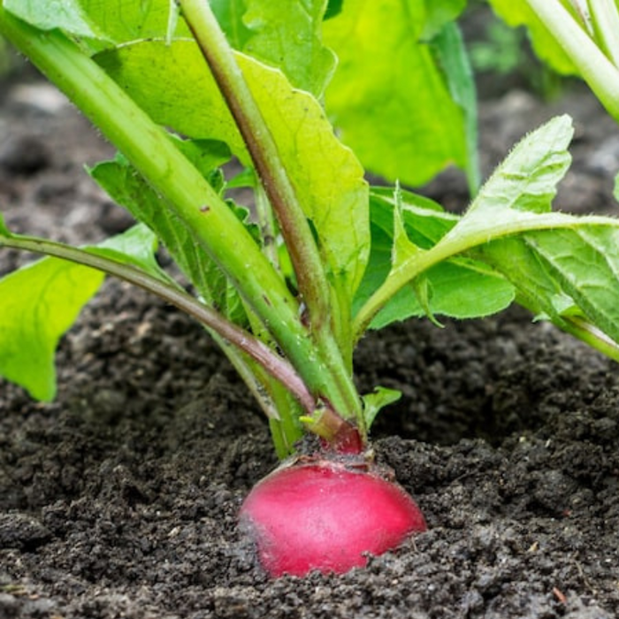 Pink Radish Seeds - Heirloom Seeds, Root Vegetables, Spring & Fall Garden, Salad Greens, Microgreens, Sprouting Seeds, Non-GMO