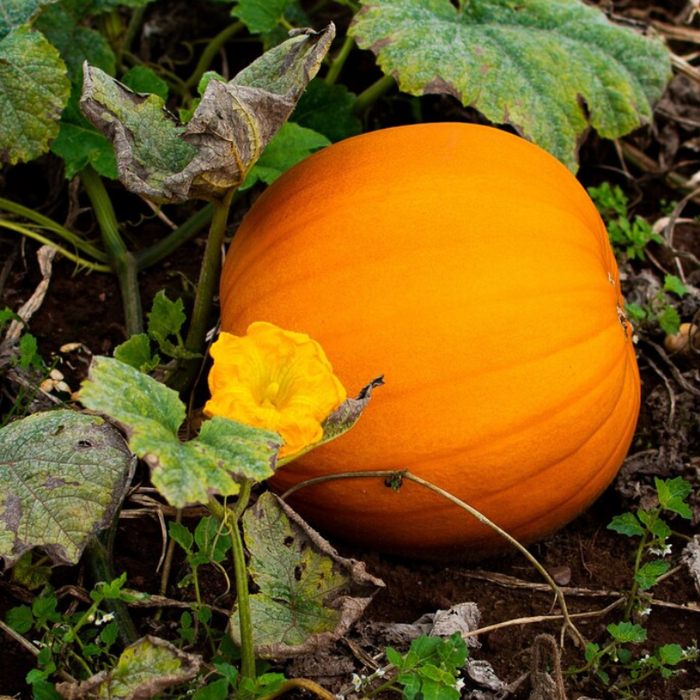 Sugar Pie Pumpkin Heirloom Seeds