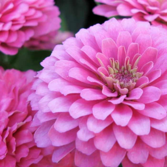 Zinnia Rose Heirloom Flower Seeds - Cut Flowers, Bouquet Flowers, Pink Flowers, Non-GMO, Open Pollinated