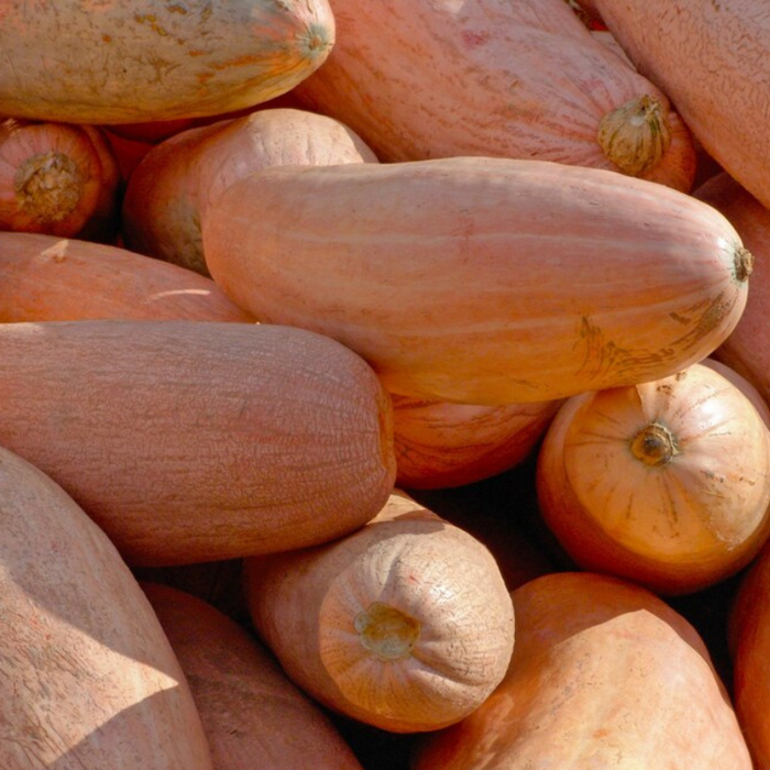 Pink Banana Winter Squash Seeds - Heirloom Seeds, Giant Butternut Squash, Summer Squash, Open Pollinated, Non-GMO