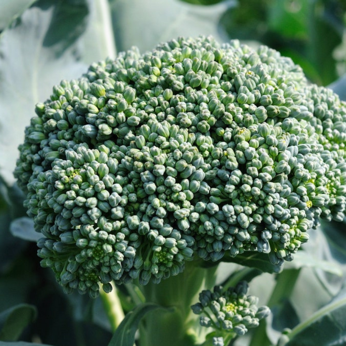 Di Cicco Broccoli Seeds - Heirloom Seeds, Microgreens, Sprouting Seeds, Organic, Non-GMO