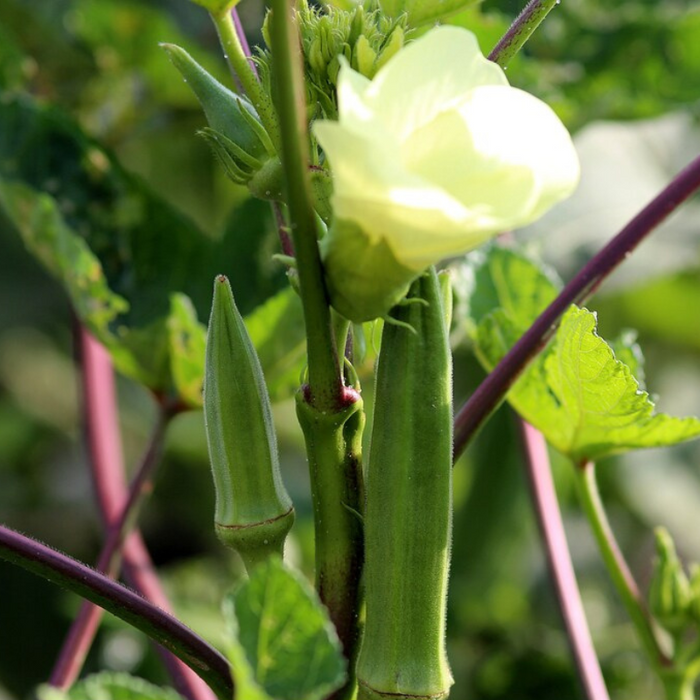 Perkins Long Pod Okra Seeds - Heirloom Seeds, Early Harvest, High Yield, Gumbo, Open Pollinated, Non-GMO