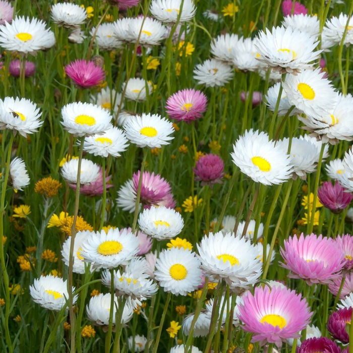 Fleabane Daisy Flower Seeds Dainty Daisy, Aspen Daisy, Showy Daisy