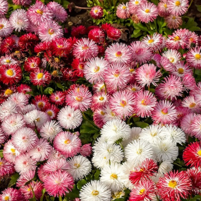 Daisy Mix Flower Seeds - Heirloom, Cut Flowers, Early Blooms, Container Garden, Craft Flowers, Cottage Garden, Non GMO