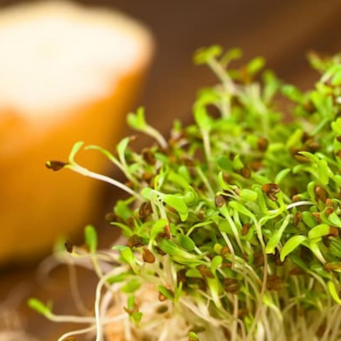 Heirloom, Sprouting Seeds, Microgreen Seeds, Cover Crop Seeds, Open Pollinated, Non-GMO