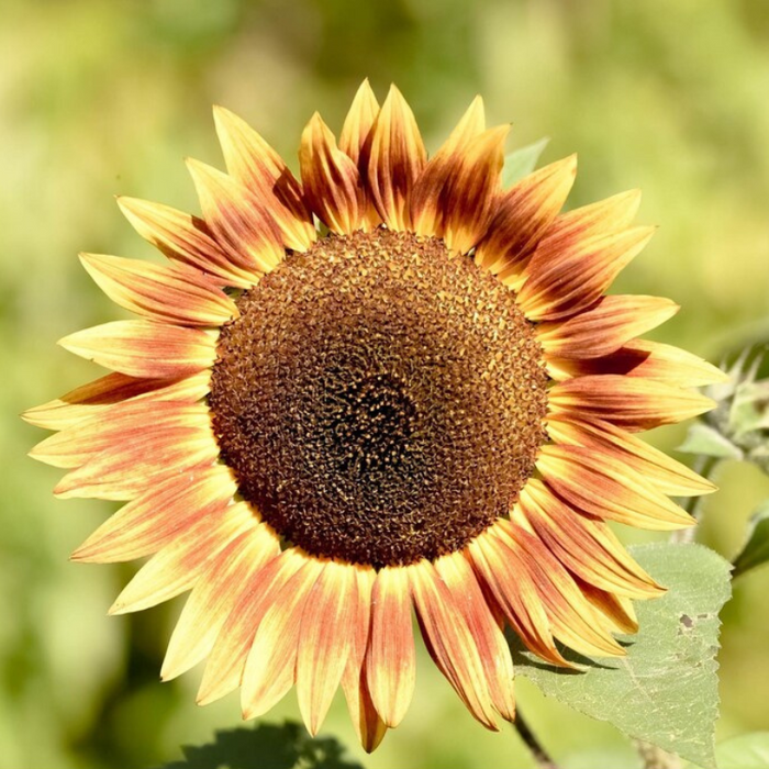 Autumn Beauty Sunflower Seeds - Heirloom Seeds, Seed Packets, Flower Seeds, Sunflower, Non GMO, Open Pollinated