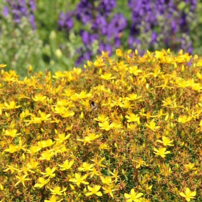 Wort Herb Seeds - Heriloom Seeds, Pollinator Garden, Non-GMO
