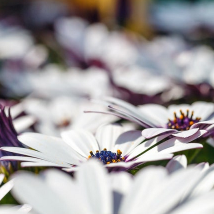 African White Daisy Flower Seeds - Vibrant, Beautiful Blooms