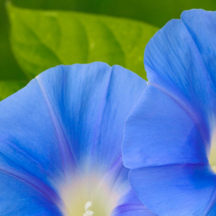 Morning Glory Blue Flower Seeds - Heirloom Seeds, Annual, Vining, Deer Resistant, Blue Flowers, Open Pollinated