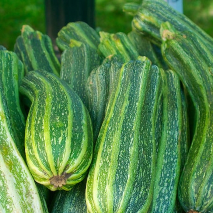 Cocozelle Summer Squash Zucchini Heirloom Seeds