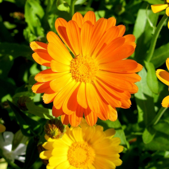 Fancy Mix Calendula Seeds - Heirloom Flower Seeds, Cut Flowers, Edible Flowers, Calendula Officinalis, Open Pollinated, Non-GMO