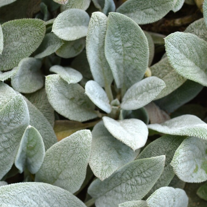 Lamb's Ear Flower Seeds - Heirloom Seeds, Silver Carpet, Pollinator Friendly, Butterfly Garden, Rock Garden, Open Pollinated, Non-GMO