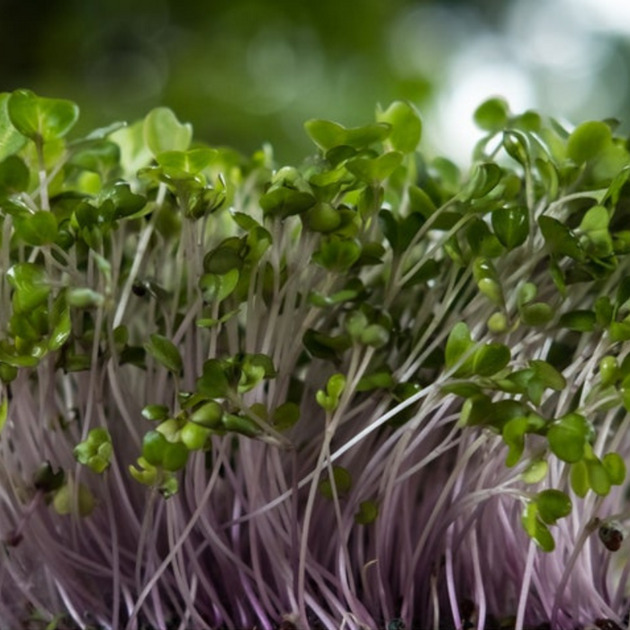 Kale Microgreens Seed Mix - Sprouting Mix, Microgreens Mix, Premier, Red Russian, Heirloom Seeds, Open Pollinated, Non-GMO