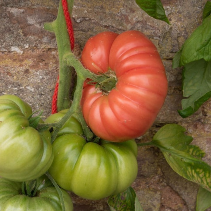 Coustralee Tomato Seeds - Heirloom Beefsteak Tomato, French Heirloom Tomato, Indeterminate, Vining Tomato, Hydroponic Tomato, OP, Non-GMO