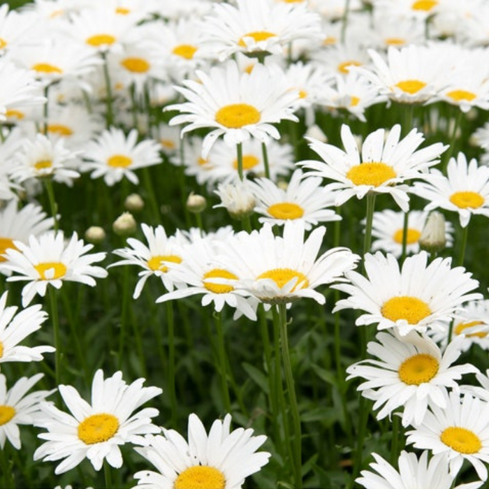Dwarf Shasta Daisy Flower Seeds - Heirloom, Perennial, Edible Flowers, Container Garden, Cottage Garden, Non GMO