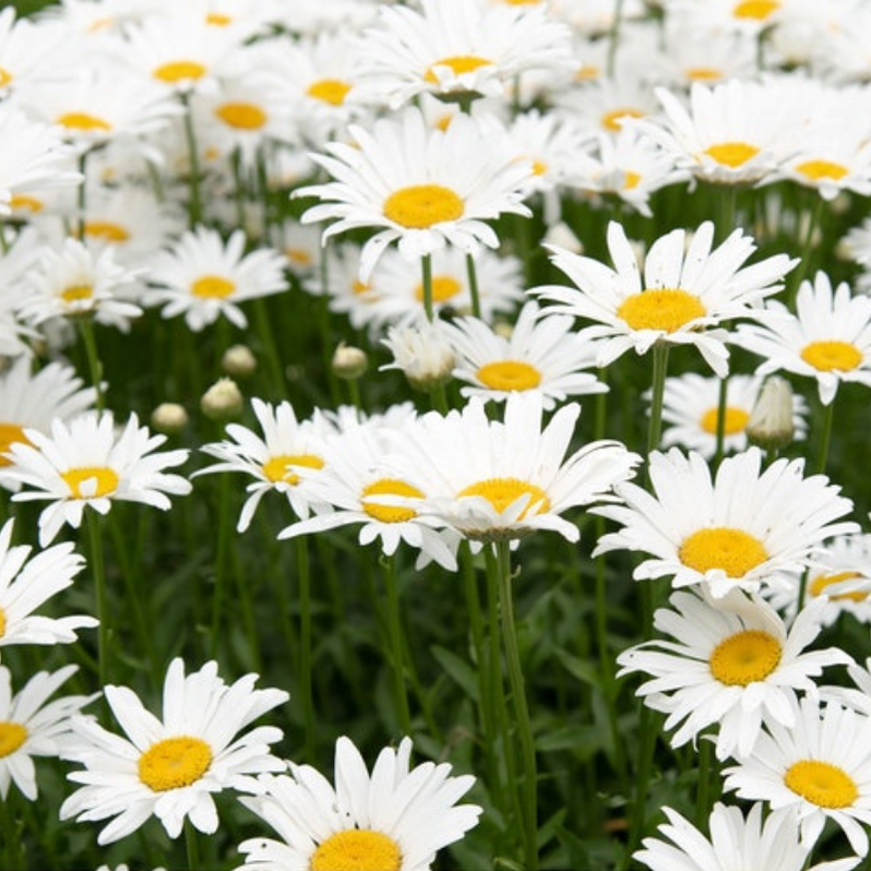 Dwarf Shasta Daisy Flower Seeds - Heirloom, Perennial, Edible Flowers ...