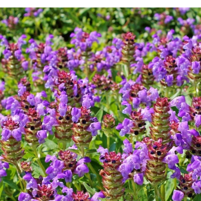 Self Heal Seeds Heirloom Seeds, Herbal Remedy, Open Pollinated, Non-GMO