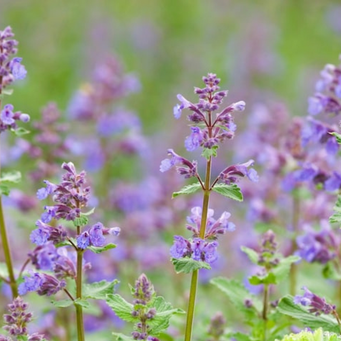 Catnip Herb Heirloom Seeds — Seed Nerds