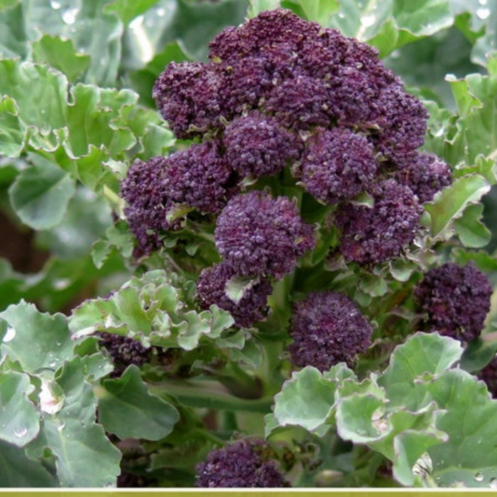 Purple Sprouting Broccoli Seeds - Heirloom, Organic, Non-GMO