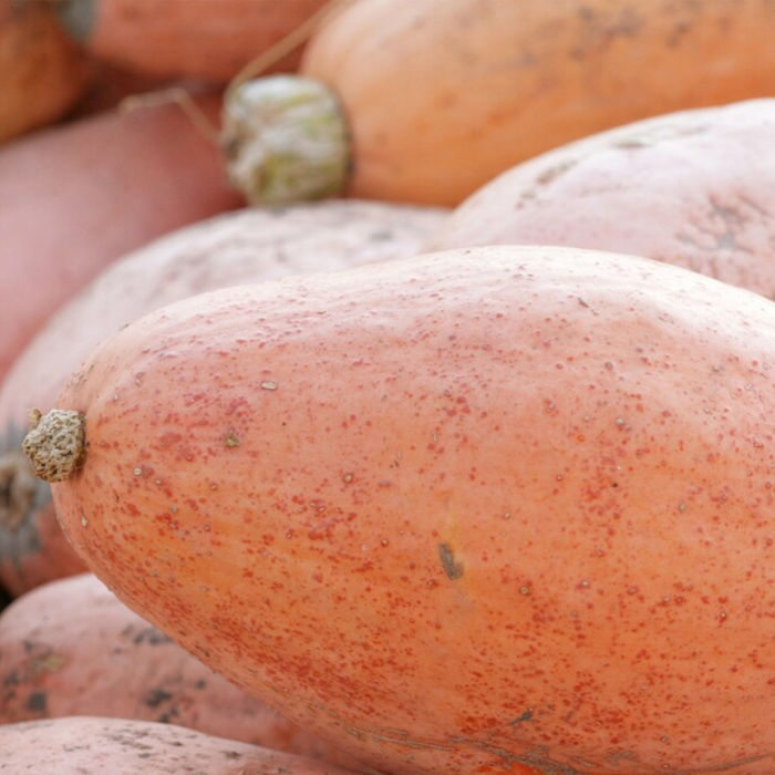 Pink Banana Winter Squash Seeds - Heirloom Seeds, Giant Butternut Squash, Summer Squash, Open Pollinated, Non-GMO