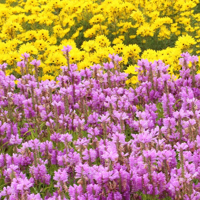 Obedient Plant Seeds - Heirloom Seeds, Narrowleaf, Pollinator Garden, Native Seeds, Flower Seeds, Non-GMO