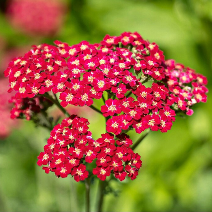 Red Yarrow Seeds - Heirloom Seeds, Pollinator Garden, Beneficial Bug, Hummingbird Garden, Open Pollinated, Non-GMO