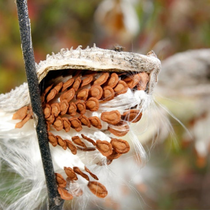 Milkweed, Asclepias Syriaca, Common Milkweed Seeds, Heirloom, Native, Flower Seeds