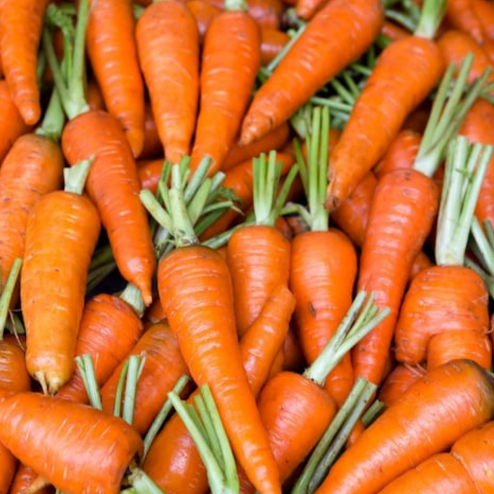 Red Core Carrot Heirloom Seeds - Juicing Carrot, Good in Heavy Soils, Easy to Grow, Open Pollinated, Non-GMO