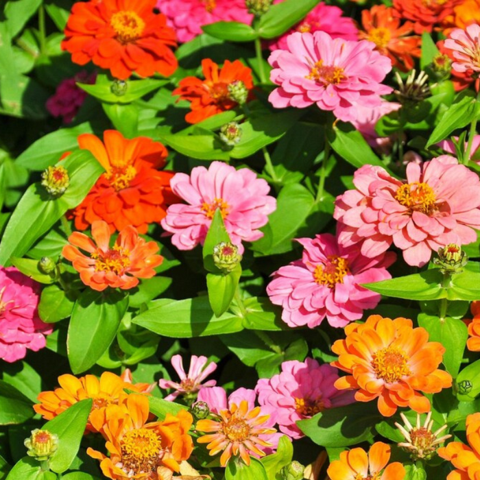 Zinnia, Giant Mix Heirloom Seeds, Flower Seeds