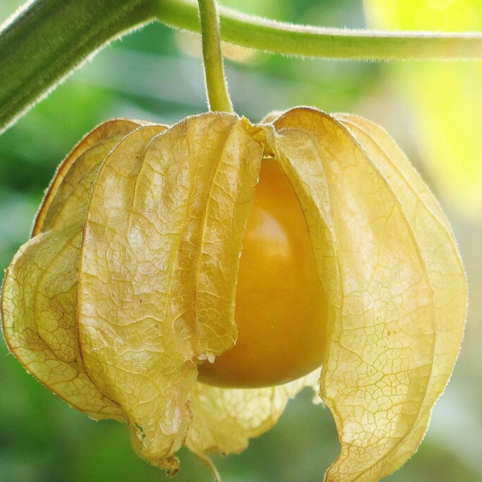 Tomatillo, Ground Cherry Husk Tomato Seeds - Cape Gooseberry, Heirloom, Organic, Non-GMO