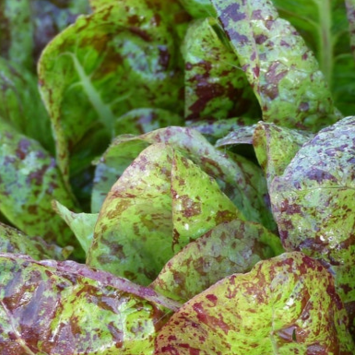 Freckles Lettuce Heirloom Seeds - Seed Packets, Heirloom Seeds, Vegetable Seeds, Non GMO, Open Pollinated