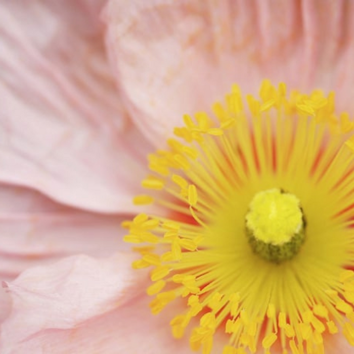 Poppy Heirloom Seeds - Flower Seeds, Cool Weather Seeds, Flowers, Flower Mix, Pastel Flowers