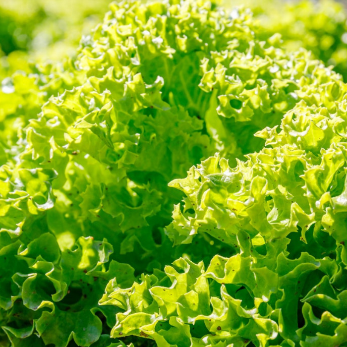 Green Ice Lettuce Heirloom Seeds - Summer Lettuce, Slow Bolting, Heat Tolerant, Open Pollinated, Non-GMO