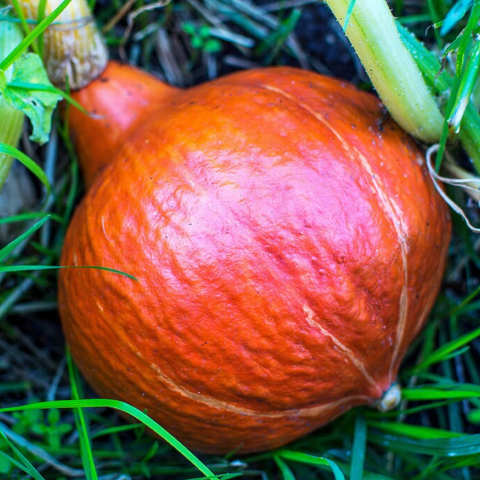 Red Kuri Japanese Winter Squash Heirloom Seeds - Teardrop, Striped, Smooth, Nutty Flavor, Open Pollinated, Non-GMO