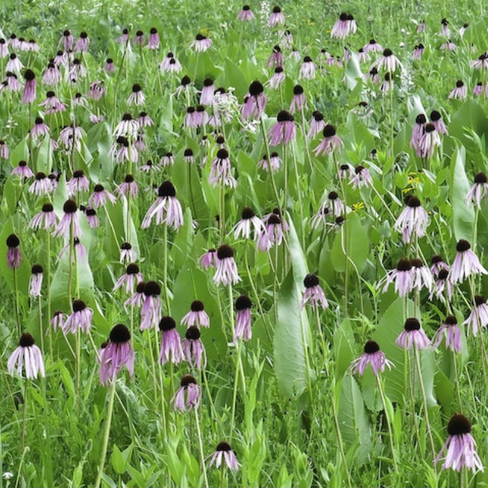Echinacea, Pale Purple Coneflower Heirloom Seeds, Flower Seeds, Wildflower, Native Seeds