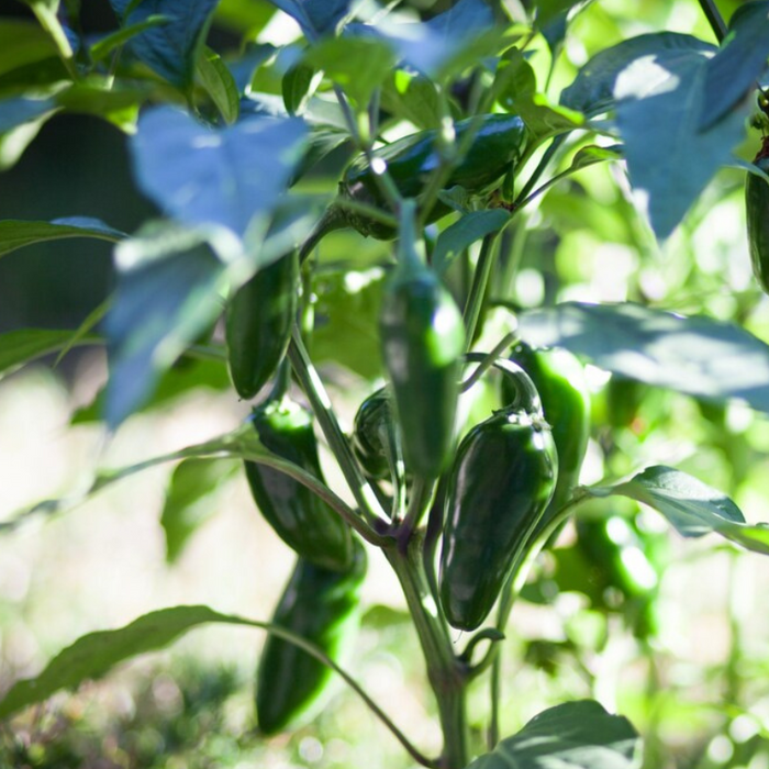 Jalapeno Pepper Seeds - Heirloom Seeds, Salsa Garden, High Yield, Pickling Pepper, Stuffed Peppers, Open Pollinated, Non-GMO