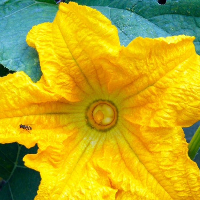Burgess Buttercup Winter Squash Seeds - Heirloom Seeds, Prized Dessert Squash, Stringless, Vining, Open Pollinated, Non-GMO