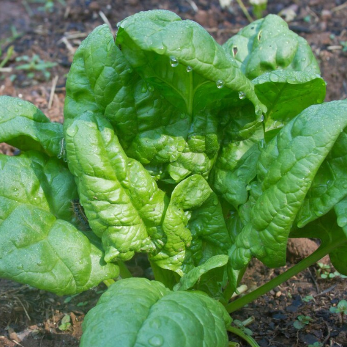 Bloomsdale Spinach Heirloom Seeds - Cool Season Greens, Slow to Bolt, Container Garden, Fresh Salad Greens, Open Pollinated, Non-GMO
