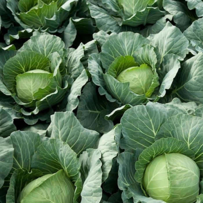 Golden Acre Cabbage Heirloom Seeds - High-Yield And Non-GMO