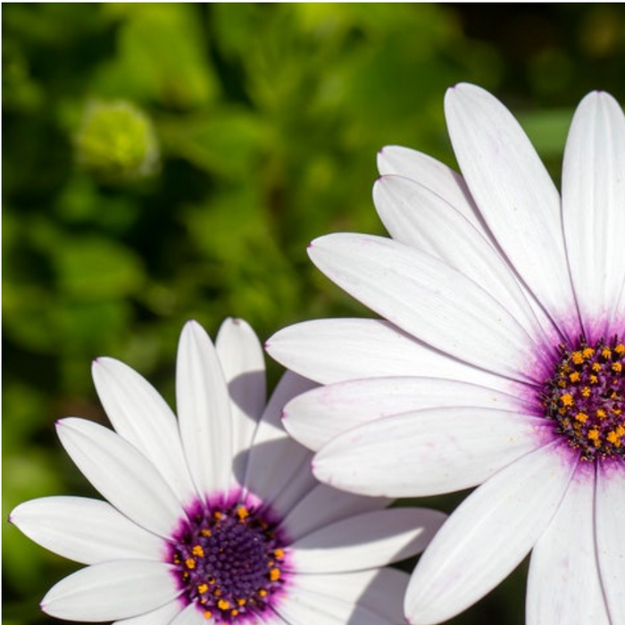 African White Daisy Flower Seeds