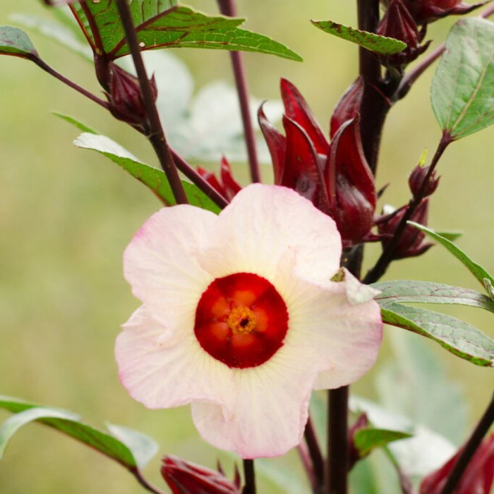 Asian Sour Leaf Roselle Seeds - Red Hibiscus, Heirloom Seeds, Edible Flower, Non-GMO