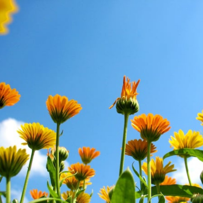 Calendula Officinalis, Fancy Mix Heirloom Seeds, Flower Seeds