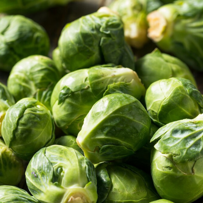 Catskill Brussels Sprout Seeds - Heirloom, Open Pollinated, Non-GMO