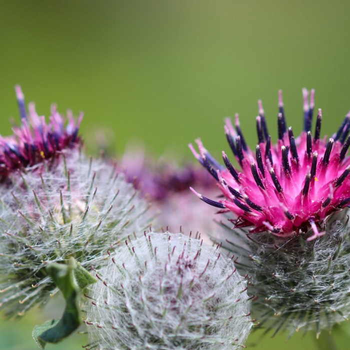 Ha Gobo Burdock Seeds - Asian Vegetable, Great Burdock, Non-GMO