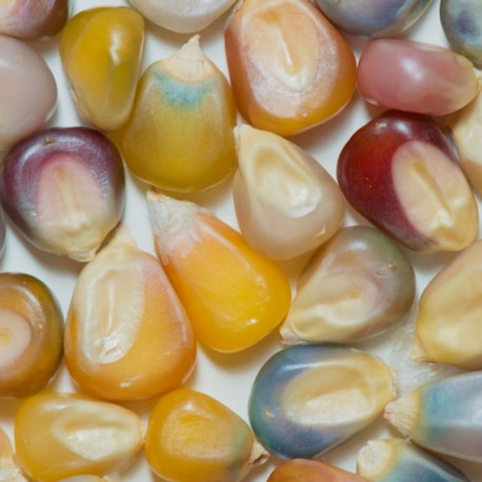 Glass Gem Corn Seeds - Heirloom Seeds, Ornamental Corn, Heirloom Popcorn, Flour Corn, Flint Corn, Hominy, Polenta, Cornbread, Non-GMO
