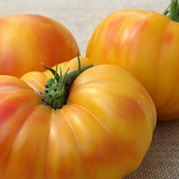 Jewel Tomato Seeds - Heirloom Seeds, Beefsteak Tomato, Mexican Striped Tomato, Open Pollinated, Non-GMO