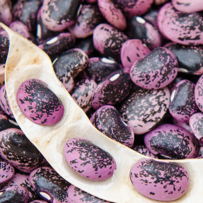 Scarlet Runner Bean Seeds - Heirloom, Non-GMO, Open Pollinated