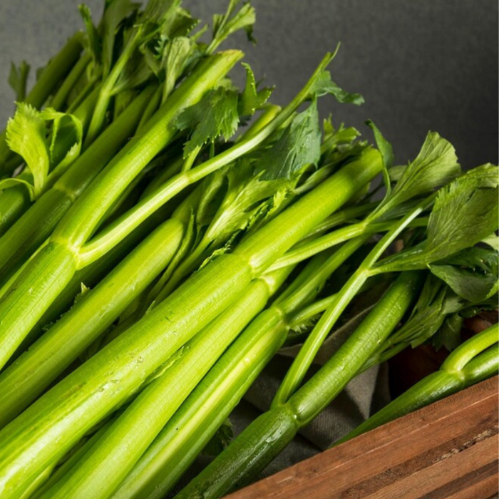 Tall Utah Celery Seeds - Heirloom, Open Pollinated, Non-GMO